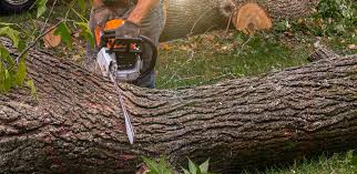 Best Emergency Tree Removal  in Hilltop, SC